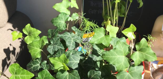 How to Start a Mini-Garden ANYWHERE!